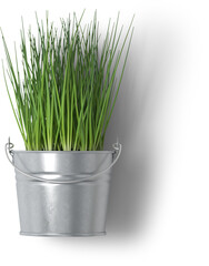 Creative layout with fresh potted chives isolated on plain background.