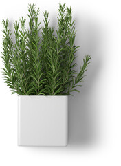 Creative layout with fresh potted thyme isolated on plain background.