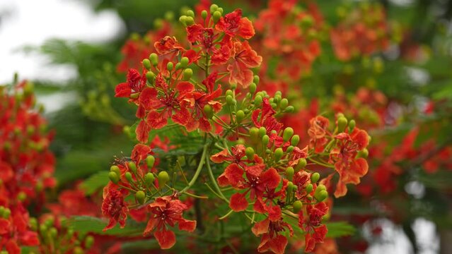 Striking red peacock flower blooms in the sunlight. Its delicate petals are arranged in a symmetrical pattern, resembling a peacock's feathers.. krishnachura, gulmohar, flame of the forest	