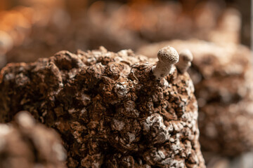 Growing Shiitake Mushrooms Eco Food Bio Vegetarian Food Edible Mushrooms Grow Plastic Bags Close Up