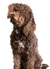 Funny spanish water dog with curious look on a transparent background