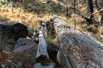 An old tree trunk lying on the ground referring to deforestation