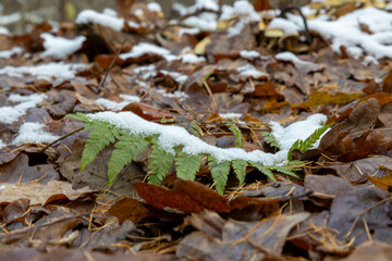 Forest at early winter with partial snow cover