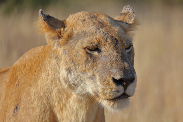 Afrikanischer Löwe / African lion / Panthera leo.