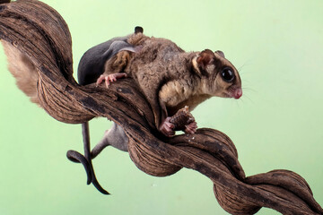 Sugar glider and its baby on a tree branch