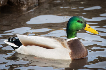 A male mallard swims in the water on a sunny winter day. A male wild duck close-up portrait.