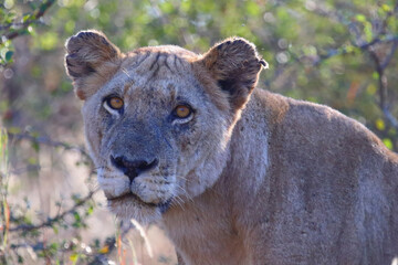 Afrikanischer Löwe / African lion / Panthera leo.