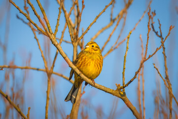 A male yellowhammer sits on the branch without leaves and rests on a sunny winter day.	