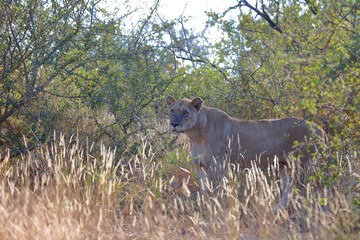 Afrikanischer Löwe / African lion / Panthera leo.