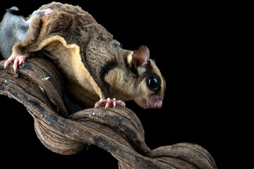 Sugar glider and its baby on a tree branch