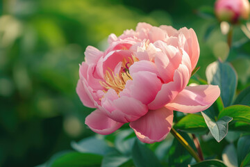 close-up of a peony flower in a garden, its pink petals unfurling in the spring sun