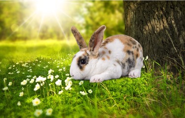 rabbit on grass 