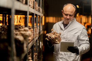 Mycologist from mushroom farm grows shiitake mushrooms Scientist in white coat holds mushrooms and...