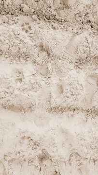 An array of animal and human footprints intermingled on a sandy surface, revealing a story of activity and interaction.