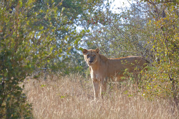 Afrikanischer Löwe / African lion / Panthera leo.