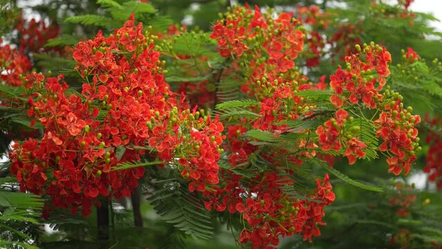 Striking red peacock flower blooms in the sunlight. Its delicate petals are arranged in a symmetrical pattern, resembling a peacock's feathers.. krishnachura, gulmohar, flame of the forest	