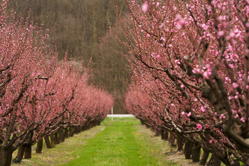 Spring. Blossoming peach orchard. A fragment of the garden with tree crowns before regulatory...