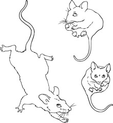 Set of three mice with long tails. Linear sketch in vector. For design and printing of product packaging for rodents and small animals. For advertising veterinary clinics and pet stores. Vector