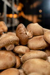 close-up of fresh grown shiitake mushrooms on a farm Organic and vegetarian food mycology