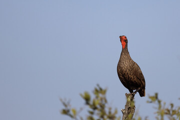 Swainsonfrankolin / Swainson's francolin or Swainson's spurfowl / Francolinus swainsonii.