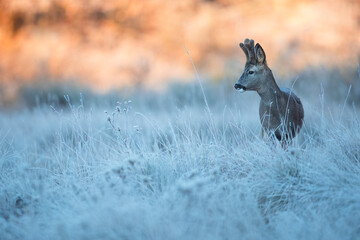 Roe deer standing in a frosty field at dawn