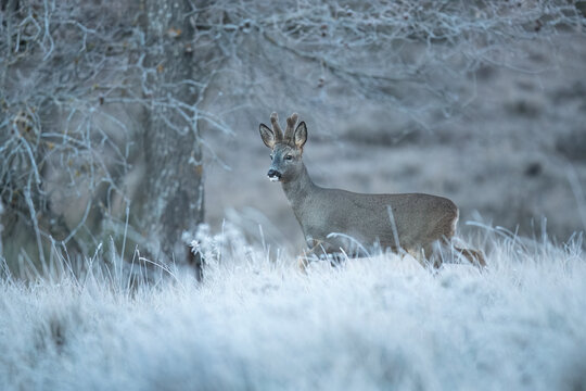 Roe Deer Standing in a Frosty Field at Dawn