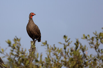 Swainsonfrankolin / Swainson's francolin or Swainson's spurfowl / Francolinus swainsonii.