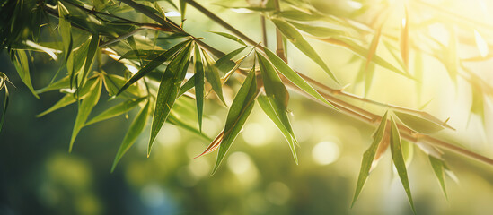 Obraz premium Sun rays piercing through a tranquil bamboo forest, highlighting the green leaves natural background banner.