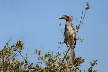 Grautoko / African grey hornbill / Lophoceros nasutus