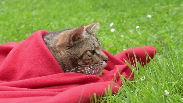 peaceful tabby cat napping under a soft red blanke
