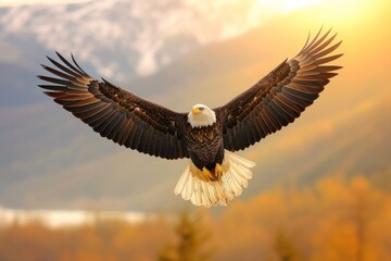 Fototapeta premium majestic bald eagle soars above the forest with wings outstretched
