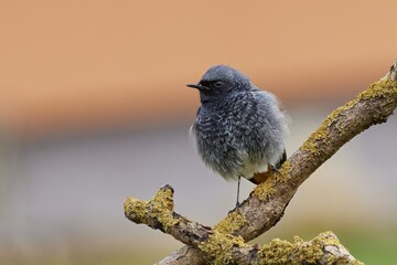 Joung redstart learns the world