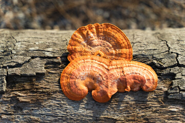 Wood mushrooms grow on dead trees, Pycnoporus sanguineus is an orange or brown rotting saprobic...
