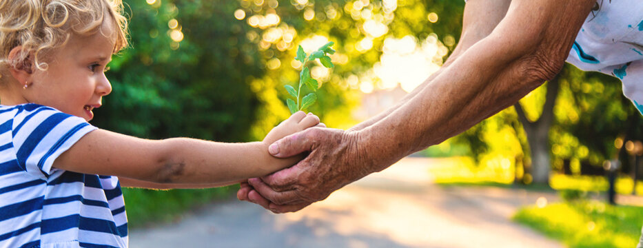 Grandmother and child hold a tree sprout in their hands. Selective focus. - Powered by Adobe