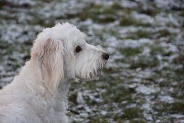 seitenansicht eines weißen hundes mit flauschigem fell