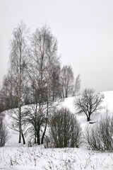 trees on the hillside in winter