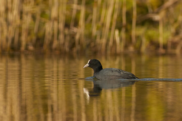 Eurasian coot
