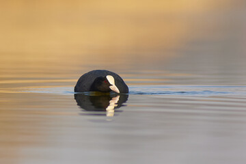Eurasian coot