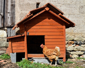 A hen house or chicken coop with a chicken in front © jpr03