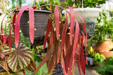 Close up of Red Rhipsalis Mistletoe Cactus Pseudorhipsalis ramulosa succulent