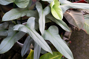 Close up of Philodendron Silver Sword Hastatum leaves © cn0ra