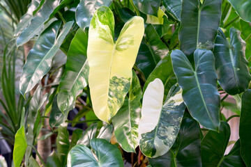 Close up of Philodendron Burle Marx variegated half moon leaves © cn0ra