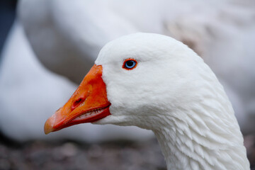 Pristine white goose in a natural outdoor setting, another goose visible in the background.