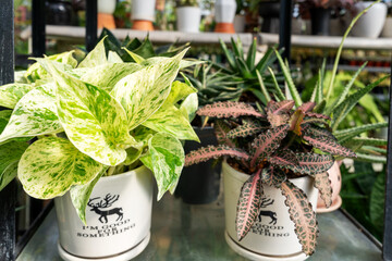 Money plant Epipremnum aureum and Euphorbia Francoisii Dark Red in a pot © cn0ra