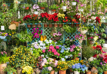 Fototapeta na wymiar colourful flowers hanging on fence in garden