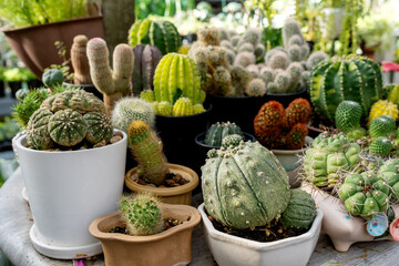 Variaties of Gymnocalycium, torch and barrel cactus plants in a pot