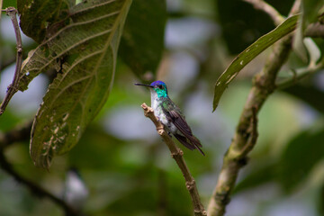 Colibrí © AndraMontano