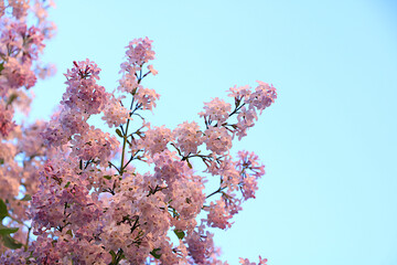 Abstract floral banner. Delicate lilac flowers in the spring garden against the blue sky. Spring arrival concept, floral card, template for design, creative composition,