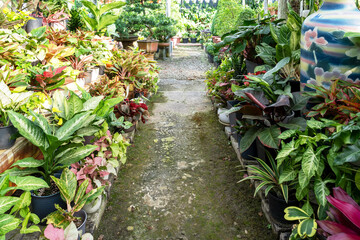 Tropical nursery garden with aglaonema, philodendron, Dieffenbachia and syngonium Plant