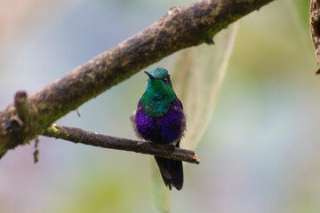 Colibrí